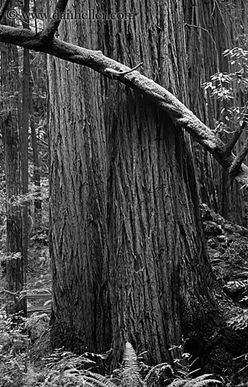 redwoods-n-mossy-branch-2-bw.jpg