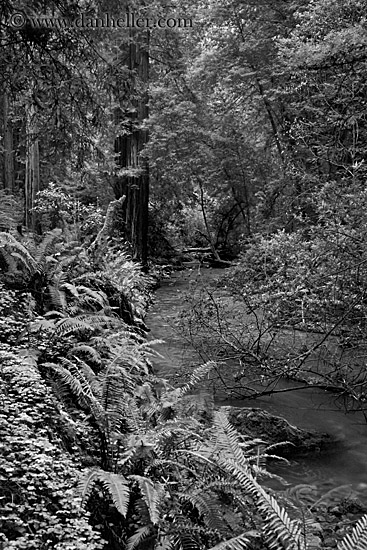 redwoods-n-river-1-bw.jpg