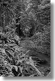 black and white, california, forests, long exposure, marin, marin county, muir woods, nature, north bay, northern california, plants, redwoods, rivers, trees, vertical, west coast, western usa, photograph