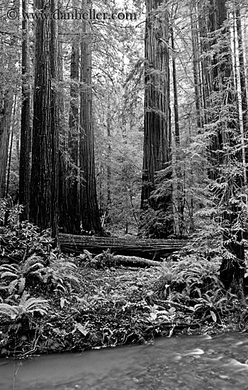 redwoods-n-river-2-bw.jpg