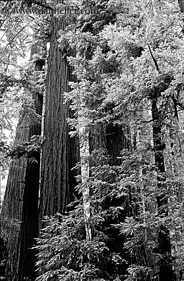towering-redwoods-bw.jpg