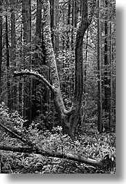 black and white, california, forests, long exposure, marin, marin county, muir woods, nature, north bay, northern california, plants, shaped, trees, vertical, west coast, western usa, photograph