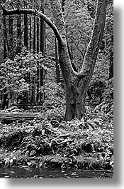 black and white, california, forests, marin, marin county, muir woods, nature, north bay, northern california, plants, shaped, trees, vertical, west coast, western usa, photograph