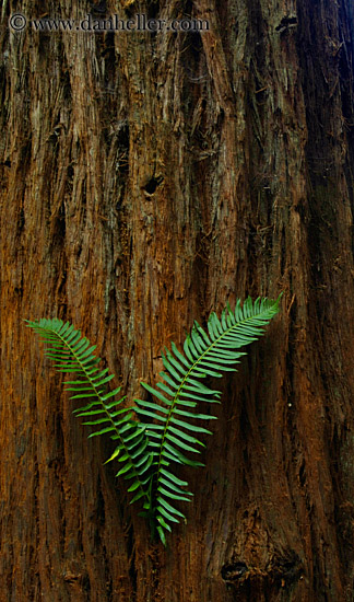 fern-in-redwood-1.jpg