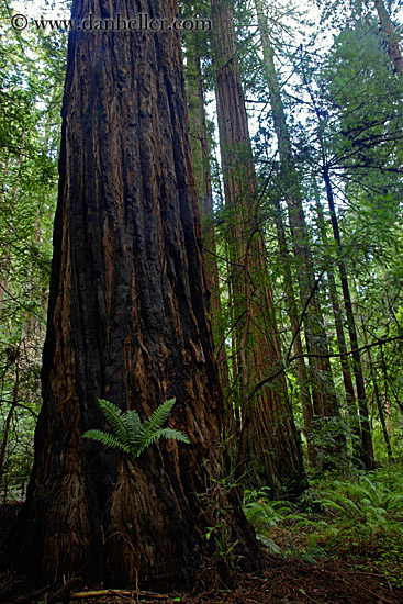 fern-in-redwood-2.jpg
