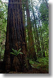 images/California/Marin/MuirWoods/fern-in-redwood-2.jpg