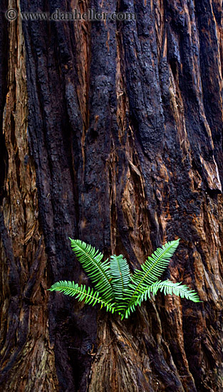 fern-in-redwood-3.jpg