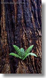 images/California/Marin/MuirWoods/fern-in-redwood-3.jpg