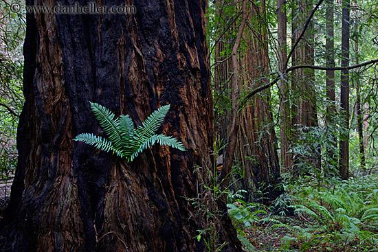 fern-in-redwood-4.jpg
