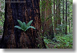 images/California/Marin/MuirWoods/fern-in-redwood-4.jpg