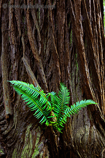 fern-in-redwood-6.jpg