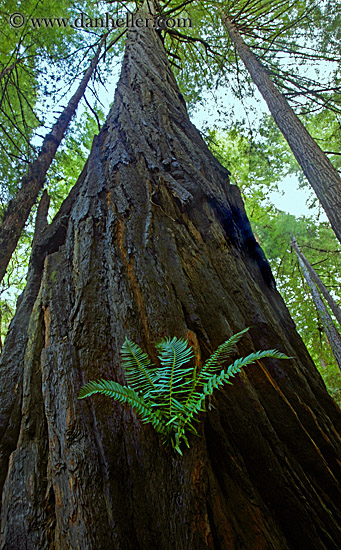 fern-in-redwood-7.jpg