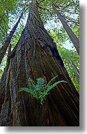 images/California/Marin/MuirWoods/fern-in-redwood-7.jpg