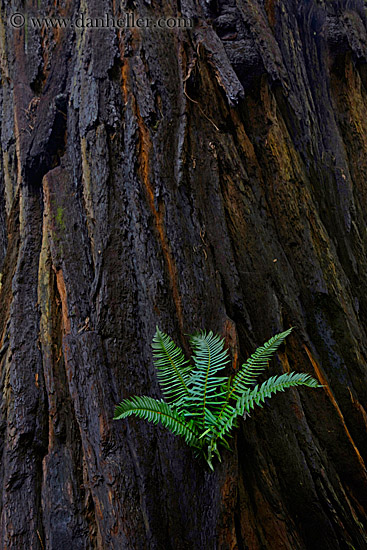 fern-in-redwood-8.jpg