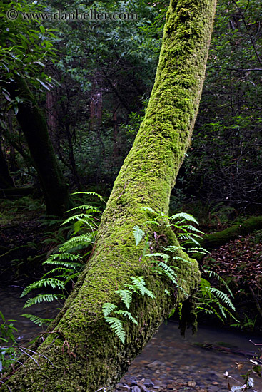 fern-on-mossy-tree-1.jpg