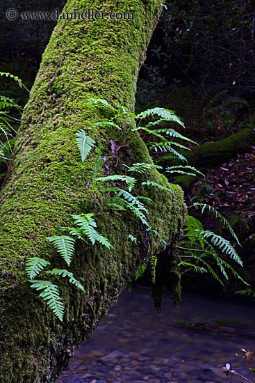 fern-on-mossy-tree-2.jpg