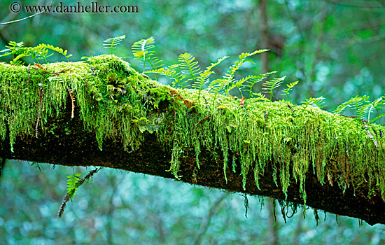 fern-on-mossy-tree-3.jpg