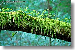 images/California/Marin/MuirWoods/fern-on-mossy-tree-3.jpg