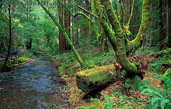 mossy-trees-n-river.jpg