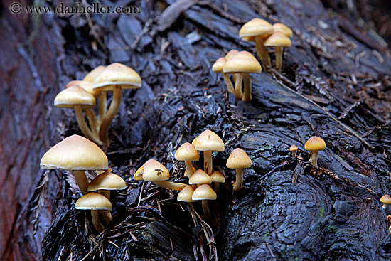 mushrooms-on-redwood-tree-2.jpg