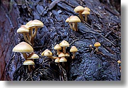 images/California/Marin/MuirWoods/mushrooms-on-redwood-tree-2.jpg