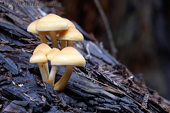mushrooms-on-redwood-tree.jpg