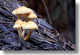 images/California/Marin/MuirWoods/mushrooms-on-redwood-tree.jpg