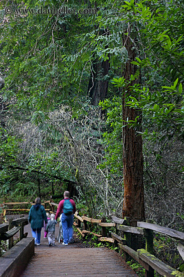 paved-path-n-trees-01.jpg