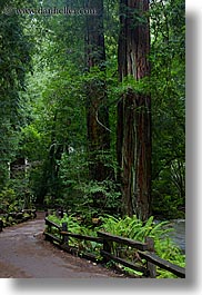 images/California/Marin/MuirWoods/paved-path-n-trees-05.jpg