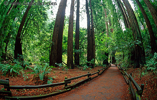paved-path-n-trees-09.jpg
