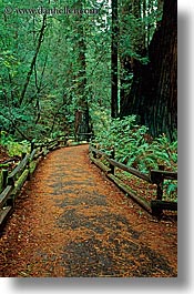images/California/Marin/MuirWoods/paved-path-n-trees-11.jpg