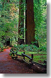 images/California/Marin/MuirWoods/paved-path-n-trees-14.jpg