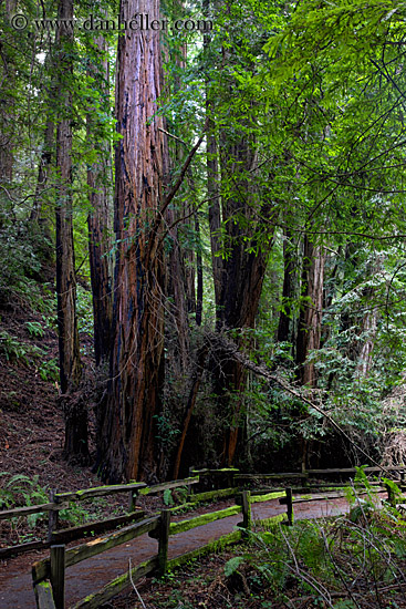 paved-path-n-trees-17.jpg