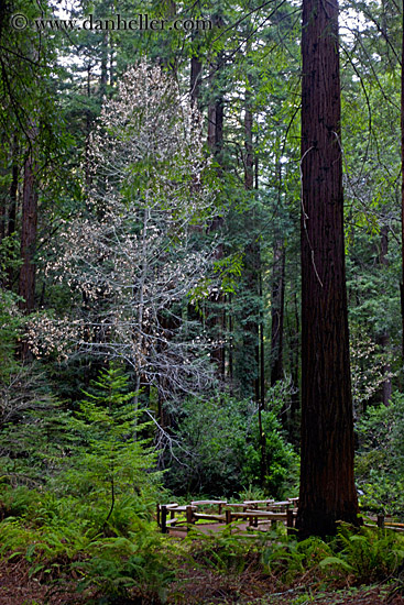 redwood-forest-1.jpg