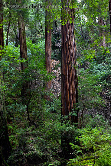 redwood-forest-2.jpg