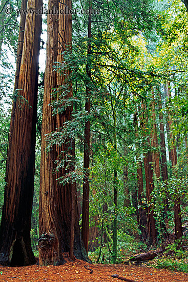 redwood-forest-3.jpg