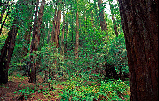 redwood-forest-4.jpg