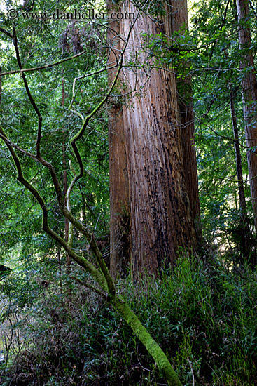 redwoods-n-crooked-branches-1.jpg