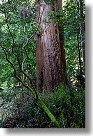 images/California/Marin/MuirWoods/redwoods-n-crooked-branches-1.jpg