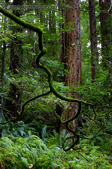 redwoods-n-crooked-branches-2.jpg