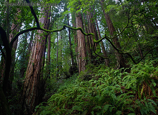 redwoods-n-crooked-branches-3.jpg