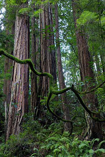 redwoods-n-crooked-branches-4.jpg