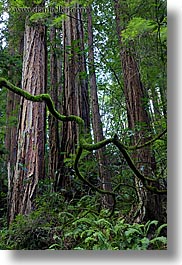 images/California/Marin/MuirWoods/redwoods-n-crooked-branches-4.jpg