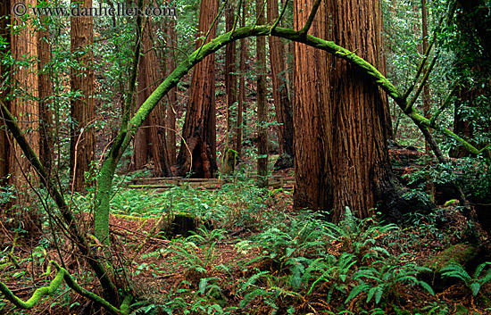 redwoods-n-mossy-branch-1.jpg