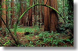 branches, california, colors, forests, green, horizontal, lush, marin, marin county, mossy, muir woods, nature, north bay, northern california, plants, redwoods, trees, west coast, western usa, photograph