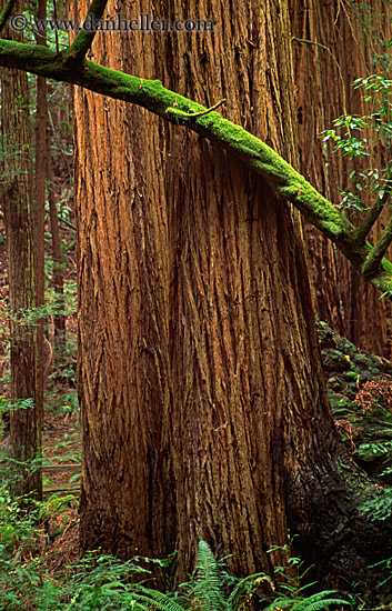 redwoods-n-mossy-branch-2.jpg