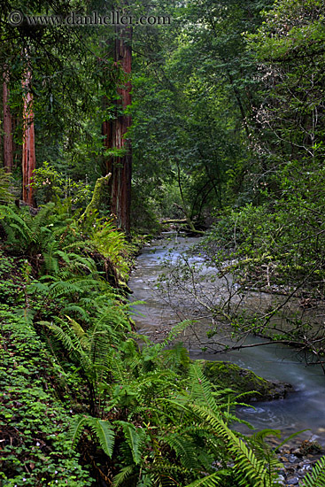 redwoods-n-river-1.jpg