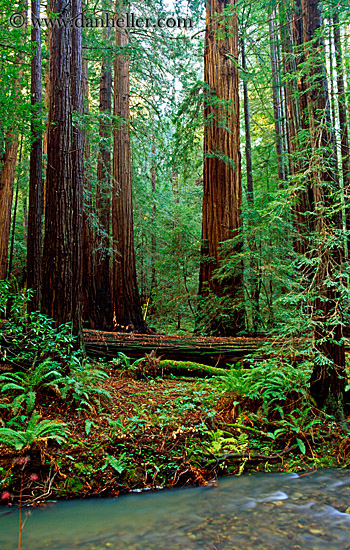 redwoods-n-river-2.jpg