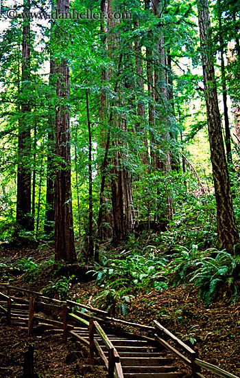 stairs-n-redwoods.jpg