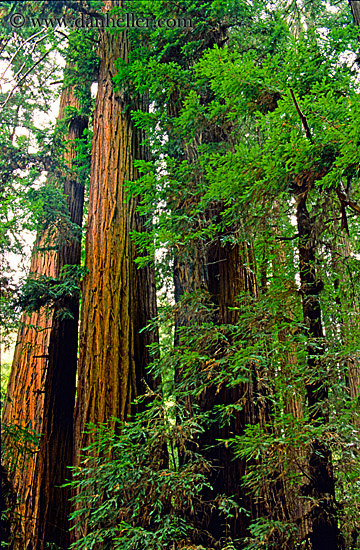 towering-redwoods.jpg